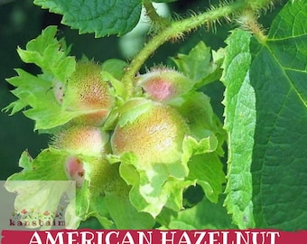 Könnte beinhalten: Nahaufnahme von amerikanischen Haselnuss-Samen, die grüne Hülsen und sich entwickelnde Nüsse zeigen. Das Bild zeigt das Laub der Pflanze und den Text "AMERICAN HAZELNUT SEEDS" auf einem roten Banner.