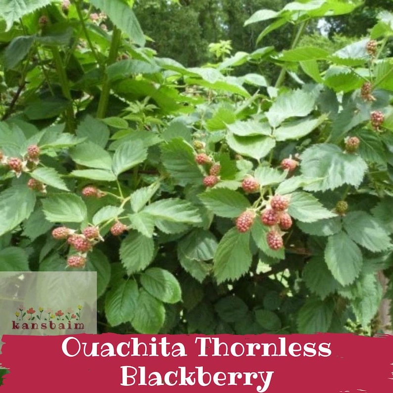 May include: A close-up of a blackberry bush with green leaves and developing red berries. The text "Ouachita Thornless Blackberry" is displayed on a red banner at the bottom of the image. The bush is lush and full.