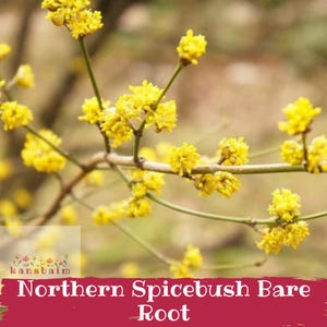 Northern Spicebush 6-24" Bare Root, Lindera Benzoin, Native Shrub, Swallowtail Butterfly Host, Aromatic Foliage