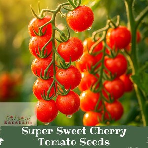 300pcs Super Sweet Cherry Tomato Seeds Heirloom Non-GMO Vegetable Garden Seeds | High Yield | Free Shipping Buy 2 Get 1