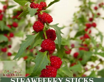Könnte beinhalten: Nahaufnahme einer Pflanze mit leuchtend roten, beerenartigen Früchten, die sich an grünen Stängeln und Blättern befinden. Der Text "STRAWBERRY STICKS SEEDS" ist unten im Bild zu sehen. Der Hintergrund ist unscharf.