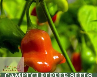Könnte beinhalten: Nahaufnahme einer leuchtend orangefarbenen Cambuci-Paprika mit einer einzigartigen Glockenform, die an einem grünen Stiel hängt. Der Hintergrund zeigt grüne Blätter und andere Paprika. Der Text "CAMBUCI PEPPER SEEDS" ist unten zu sehen.