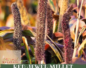 Könnte beinhalten: Nahaufnahme von Red Jewel Millet-Pflanzen mit dunkelvioletten Samenähren und grünen und violetten Blättern. Der Text "RED JEWEL MILLET SEEDS" ist im Bild enthalten.