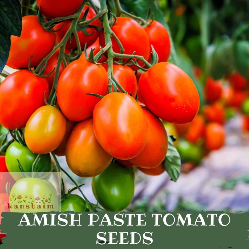 Amish Paste Tomato Determinate Or Indeterminate 1