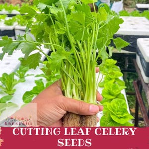 May include: A bunch of fresh, green cutting leaf celery with visible roots is held in a hand. The text "CUTTING LEAF CELERY SEEDS" is displayed on a red banner at the bottom of the image. Other green plants are visible in the background.