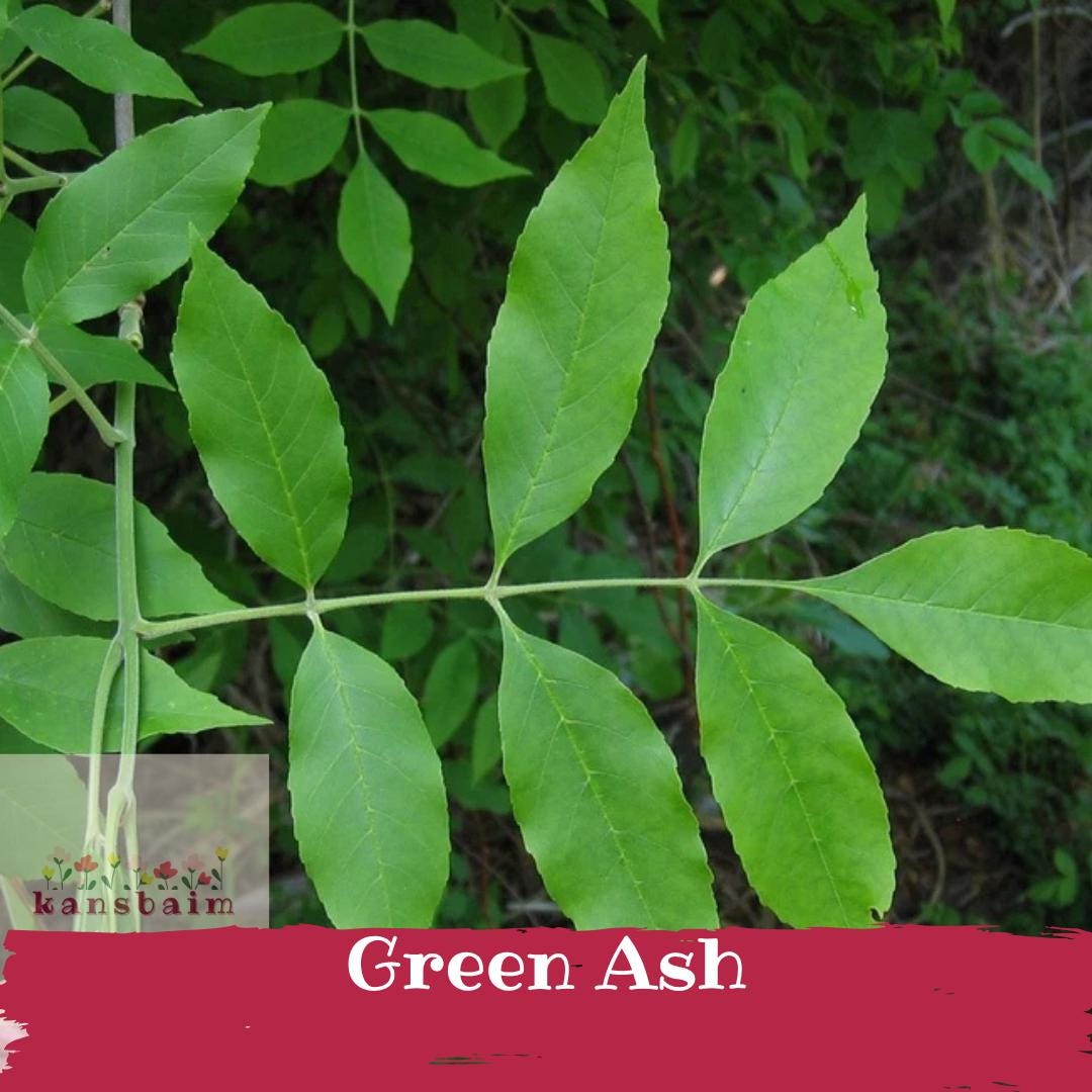 Green Ash Tree | Fast Growing Shade Tree | Live Bare Root Seedling - Etsy
