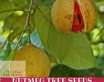 Könnte beinhalten: Nahaufnahme von Muskatnussfrüchten an einem Ast. Die äußere Schale ist gelbbraun, wobei eine Frucht teilweise geöffnet ist und eine leuchtend rote Macis zeigt. Grüne Blätter umgeben die Frucht. Der Text "NUTMEG TREE SEEDS" steht unten.