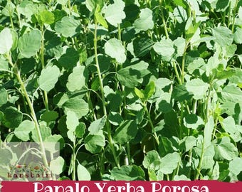 Könnte beinhalten: Nahaufnahme von Papalo Yerba Porosa Samen. Das Bild zeigt ein dichtes Feld grüner Pflanzen mit abgerundeten Blättern und schlanken Stängeln. Der Text "Papalo Yerba Porosa Seeds" wird auf einem roten Banner unten angezeigt.
