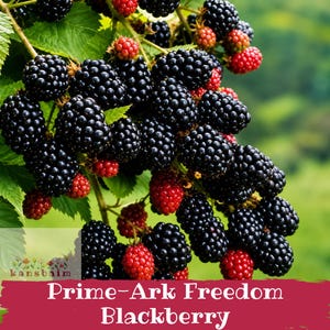 May include: A cluster of Prime-Ark Freedom blackberries on a green vine. The fruit ranges from deep black to bright red, showing various stages of ripeness. The image includes the text 'kansbaim' and 'Prime-Ark Freedom Blackberry' at the bottom.