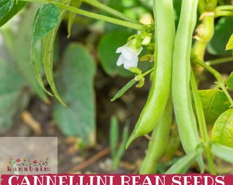 Könnte beinhalten: Nahaufnahme von frischen, grünen Cannellini-Bohnenschoten mit einer weißen Blüte und grünen Blättern. Der Text "CANNELLINI BEAN SEEDS" ist in Weiß auf rotem Hintergrund zu sehen.