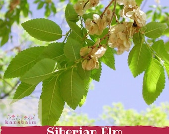Könnte beinhalten: Nahaufnahme eines Astes der Sibirischen Ulme mit grünen Blättern und hellbraunen Samenkapseln vor blauem Himmel. Der Text "Siberian Elm" ist in einem roten Banner enthalten.