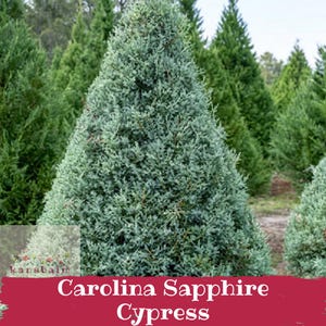 May include: A conical Carolina Sapphire Cypress tree with dense, silvery-blue evergreen foliage. The tree features a sharp, pointed top and a wide base, standing in a field of similar trees. The text "kansbaim" and "Carolina Sapphire Cypress" appear.