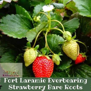 May include: Close-up of a strawberry plant with green leaves and developing berries. One ripe, red strawberry is visible, along with several unripe, green strawberries. The text "Fort Laramie Everbearing Strawberry Bare Roots" is at the bottom.