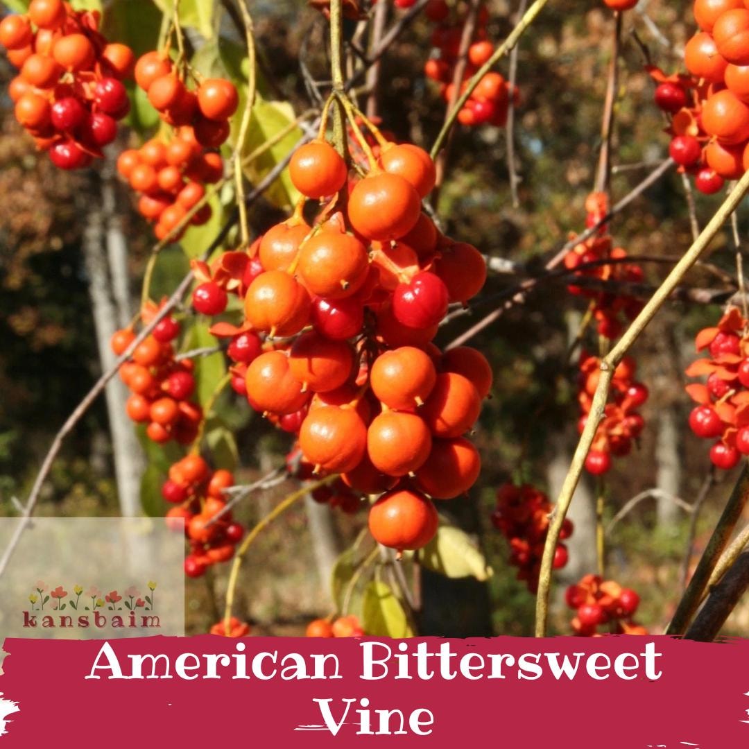 American Bittersweet Vine | Native Fall Berry Climber | Live Bare Root ...