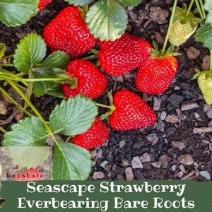 May include: Bright red Seascape strawberries with green leaves and stems are scattered on dark soil. Some strawberries are ripe, while others are still green. The image includes the text "Seascape Strawberry Everbearing Bare Roots".