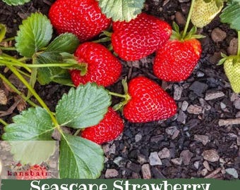 May include: Bright red Seascape strawberries with green leaves and stems are scattered on dark soil. Some strawberries are ripe, while others are still green. The image includes the text "Seascape Strawberry Everbearing Bare Roots".
