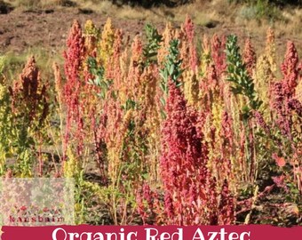 Organic Red Aztec Spinach Seeds, Huauzontle Chenopodium Berlandieri (50)