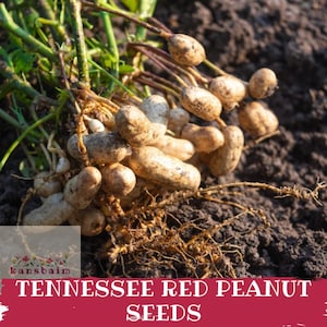 Puede incluir: Primer plano de semillas de maní Tennessee Red recién cosechadas, aún unidas a sus raíces y tallos. Los cacahuetes son de color marrón claro y beige, con una textura rugosa. La imagen está ambientada sobre un fondo de tierra oscura. Se muestra el texto "Tennessee Red Peanut Seeds".