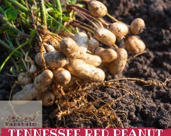 Könnte beinhalten: Nahaufnahme von frisch geernteten Tennessee Red Erdnusssamen, die noch an ihren Wurzeln und Stängeln haften. Die Erdnüsse sind hellbraun und beige, mit einer rauen Textur. Das Bild ist vor dem Hintergrund dunkler Erde aufgenommen. Der Text "Tennessee Red Peanut Seeds" wird angezeigt.
