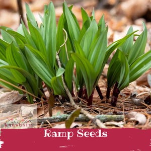 Puede incluir: Primer plano de un grupo de plantas de ajo silvestre verdes con hojas largas y tallos de color púrpura rojizo. Las plantas crecen en un lecho de hojas y ramitas marrones. El texto "Ramp Seeds" se muestra en una pancarta roja en la parte inferior.