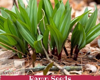 Könnte beinhalten: Nahaufnahme eines Clusters grüner Bärlauchpflanzen mit langen Blättern und rot-violetten Stielen. Die Pflanzen stehen vor einem Hintergrund aus braunen Blättern und Zweigen. Der Text "Ramp Seeds" wird auf einem roten Banner am unteren Bildrand angezeigt.