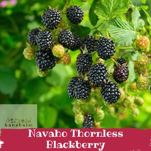 Puede incluir: Primer plano de una planta de mora con racimos de moras negras maduras y algunas moras verdes sin madurar. La imagen incluye el texto "Navaho Thornless Blackberry" en una pancarta roja.