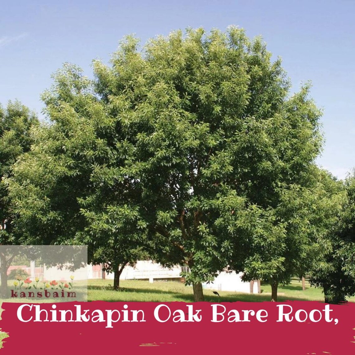 Chinkapin Oak Tree, Native White Oak, Alkaline Soil, Wildlife Acorns ...