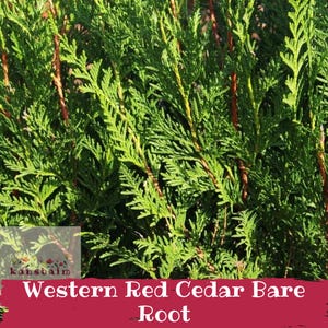 May include: A Western Red Cedar plant with dense, vibrant green, scale-like foliage and visible reddish-brown stems. A white rectangular label in the bottom left corner displays the text 'kansbaim' above the words 'Western Red Cedar Bare Root'.