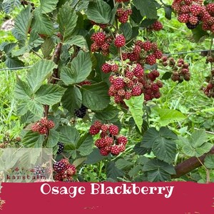 May include: A close-up of a blackberry plant with green leaves and clusters of red and black berries. The text "Osage Blackberry" is displayed on a red banner at the bottom of the image.