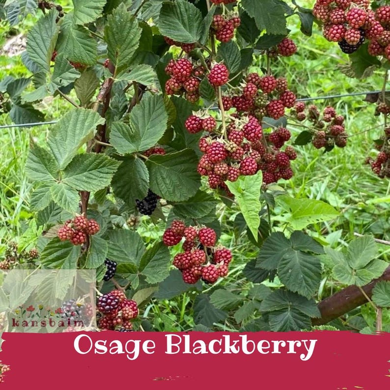 May include: A close-up of a blackberry plant with green leaves and clusters of red and black berries. The text "Osage Blackberry" is displayed on a red banner at the bottom of the image.