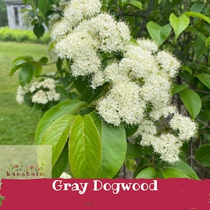 May include: Close-up of a Gray Dogwood plant with clusters of small white flowers and vibrant green leaves. The image includes the text "Gray Dogwood" on a red banner, and a logo in the lower left corner.