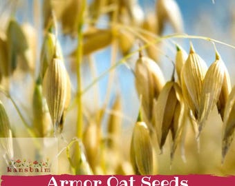 Könnte beinhalten: Nahaufnahme von Haferkörnern, die ihre goldbraune Farbe zeigen. Der Hintergrund ist verschwommen und zeigt einen blauen Himmel und andere Haferstängel. Der Text "Armor Oat Seeds" wird auf einem roten Banner angezeigt.