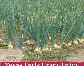 Texas Early Grano Onion Seeds, Large Sweet Yellow Allium Cepa