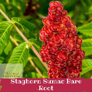 May include: A vibrant red, cone-shaped staghorn sumac flower cluster with a fuzzy, textured surface. The plant features bright green, serrated leaves on thin stems. Text at the bottom reads: kansbaim Staghorn Sumac Bare Root.