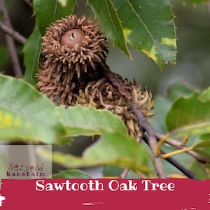May include: Close-up of a sawtooth oak acorn with a brown cap and a textured, fringed cupule. The acorn is attached to a branch with green leaves. The text "Sawtooth Oak Tree" is displayed on a red banner.