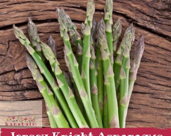 Könnte beinhalten: Ein Bündel frischer grüner Spargelstangen mit spitzen Enden, hellgrünen Stielen und violett gefärbten Schuppen. Der Text "kansbaim" und "Jersey Knight Asparagus Roots" ist am unteren Bildrand aufgedruckt.