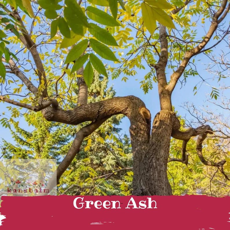 Green Ash Tree | Fast Growing Shade Tree | Live Bare Root Seedling - Etsy