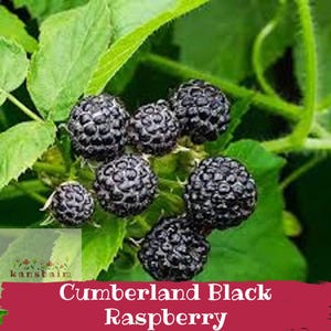 Cumberland Black Raspberry - Heritage 1896 Variety - Large Juicy Sweet Berries