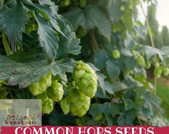 Könnte beinhalten: Nahaufnahme einer Hopfenpflanze mit grünen Blättern und kegelförmigen Blüten. Das Bild zeigt den Text "COMMON HOPS SEEDS" in Weiß auf einem roten Banner. Der Hintergrund ist unscharf, was auf ein Feld hindeutet.
