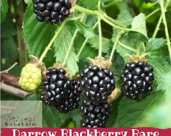 Könnte beinhalten: Eine Ansammlung von Brombeeren an einer grünen Ranke, bestehend aus mehreren reifen, dunkel violett-schwarzen Beeren und einer unreifen, hellgrünen Beere. Der Text 'kansbaim' und 'Darrow Blackberry Bare Root' ist unten im Bild zu sehen.