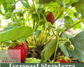 Eversweet Strawberry Bare Roots, Heat Tolerant, Container Friendly, Summer Fruit