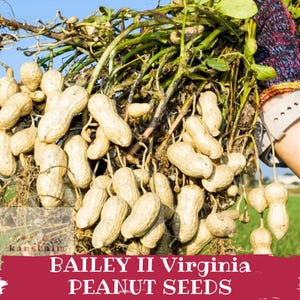 May include: A bundle of freshly harvested Bailey II Virginia peanut seeds, with visible roots and green foliage. The peanuts are beige and in their shells. The text "BAILEY II Virginia PEANUT SEEDS" is displayed on a red banner.