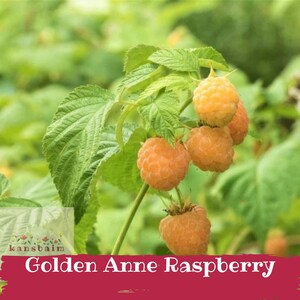 May include: Close-up of a raspberry plant with several ripe, golden-orange berries. The berries are clustered together on a green stem, surrounded by green leaves. The text "Golden Anne Raspberry" is displayed on a red banner at the bottom.