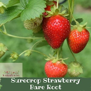 May include: Close-up of ripe red strawberries with green leaves and unripe berries. The image includes the text "Surecrop Strawberry Bare Root". The strawberries are on a green background.