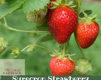 May include: Close-up of ripe red strawberries with green leaves and unripe berries. The image includes the text "Surecrop Strawberry Bare Root". The strawberries are on a green background.