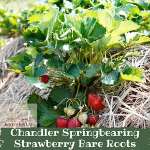 May include: A close-up of a strawberry plant with green leaves and ripe red strawberries. The image includes the text "Chandler Springbearing Strawberry Bare Roots". The plant is surrounded by straw.