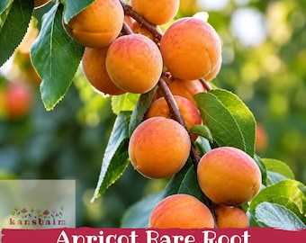 Könnte beinhalten: Eine Ansammlung reifer, runder, orange-gelber Aprikosen, die an einem braunen Ast mit grünen Blättern hängen. Das Bild enthält den Text 'kansbaim' und 'Apricot Bare Root' in weißer Schrift auf einem dunkelroten Banner unten.