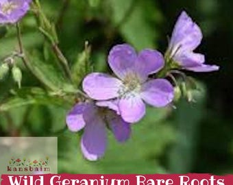 Könnte beinhalten: Eine Gruppe hellvioletter wilder Geranienblüten mit jeweils fünf Blütenblättern, einem weißen Zentrum und zarten Staubgefäßen. Der Text "kansbaim" und "Wild Geranium Bare Roots" ist in Weiß auf einem dunkelroten Banner unten gedruckt.