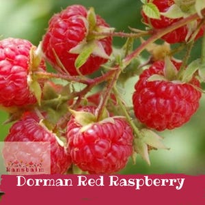 May include: Close-up of vibrant red Dorman Red Raspberries on a green-stemmed branch. The ripe berries are clustered together, showcasing their textured surface and natural beauty. The image includes a logo and text that reads "Dorman Red Raspberry".