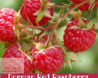 May include: Close-up of vibrant red Dorman Red Raspberries on a green-stemmed branch. The ripe berries are clustered together, showcasing their textured surface and natural beauty. The image includes a logo and text that reads "Dorman Red Raspberry".